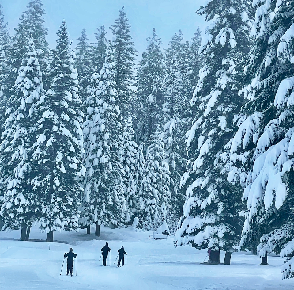 Cascade Winter Forest