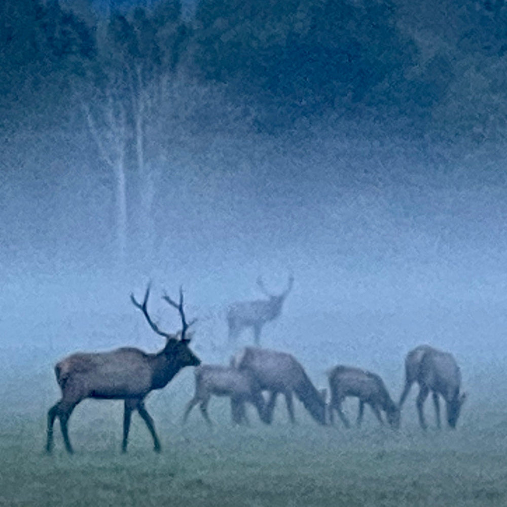 Meadowbrook Morning