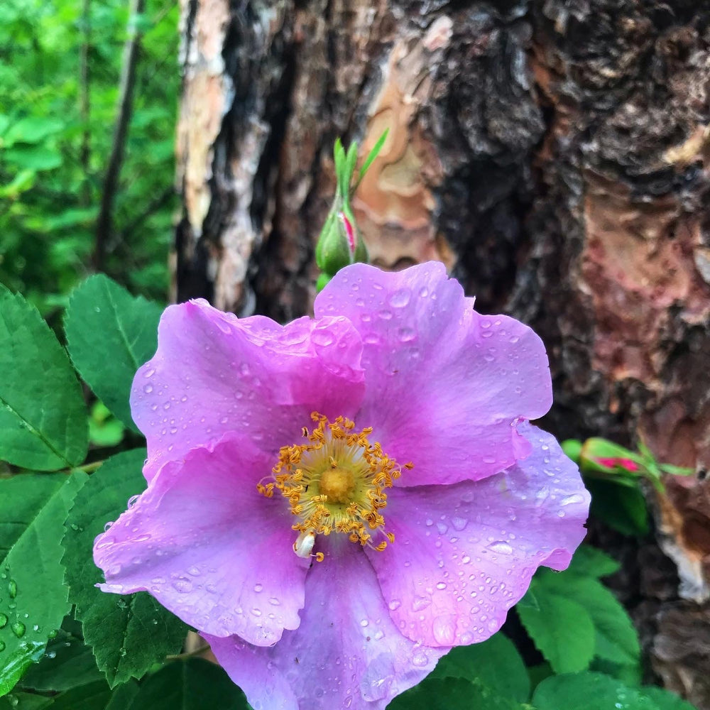 Nootka Rose & Salmonberry