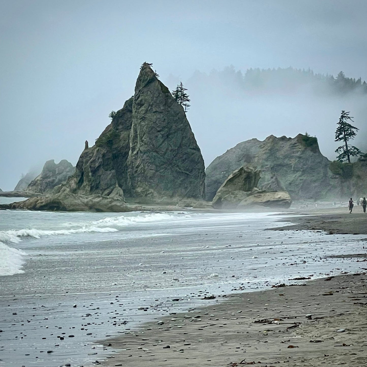 Olympic Coastal Rainforest