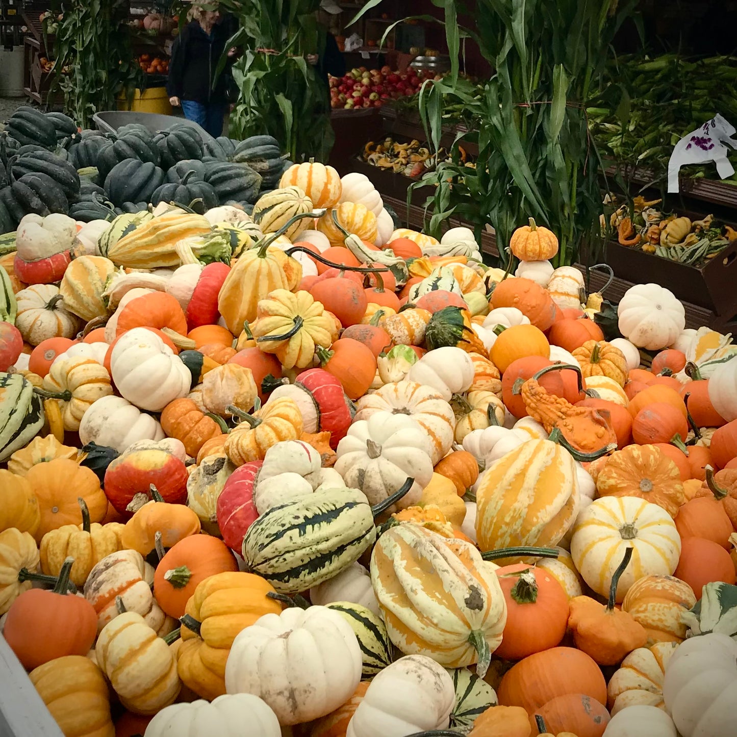 Harvest Pumpkin