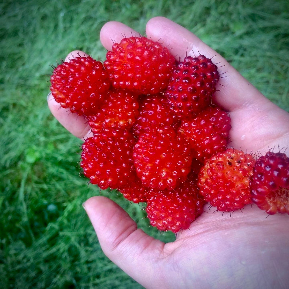 Nootka Rose & Salmonberry