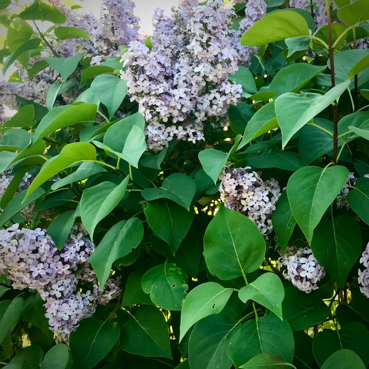 Washington Lilac